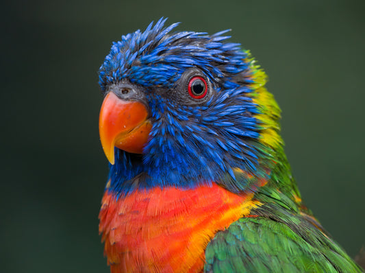 What are Pin Feathers?