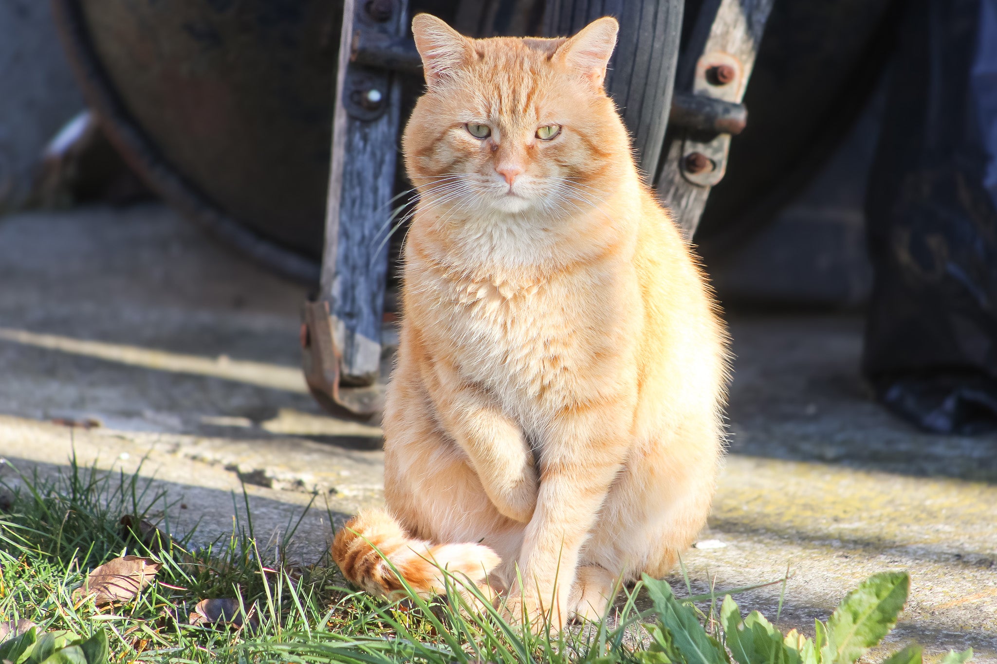Cats and Birds Coexisting: Understanding the Risks and How to Keep Your Pets Safe