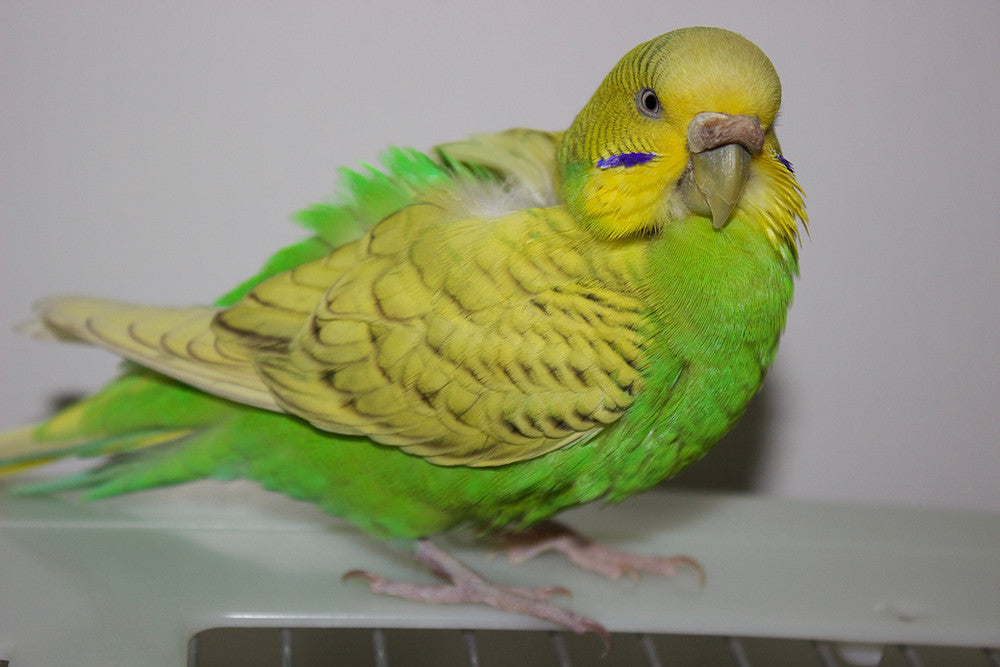 Helping Kiwi with her Hyperkeratosis