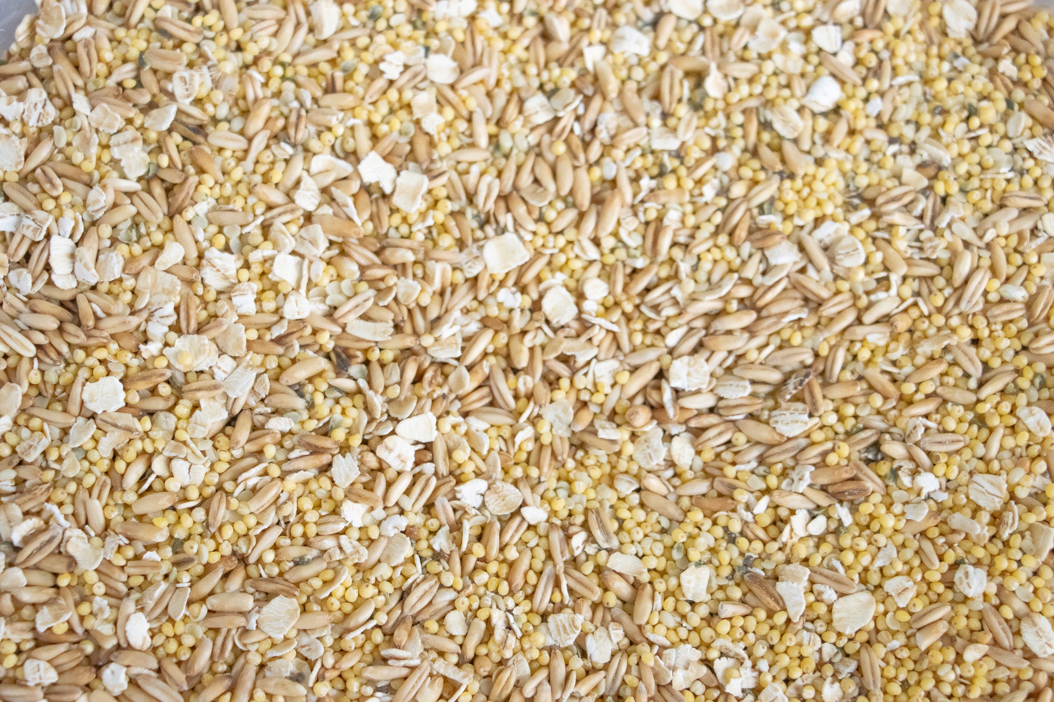 Crafting a Nutrient-Rich Homemade Seed Mix for Parrots