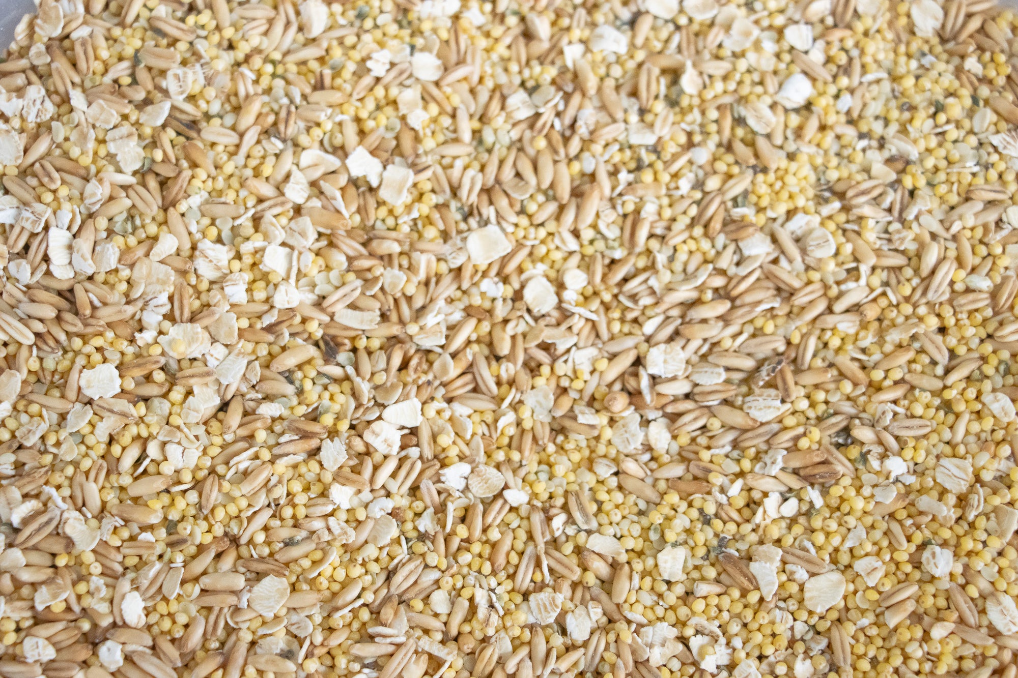 Crafting a NutrientRich Homemade Seed Mix for Parrots Feather Beautiful