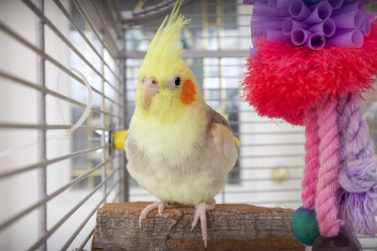 When To Not Allow Your Parrot on Your Shoulder