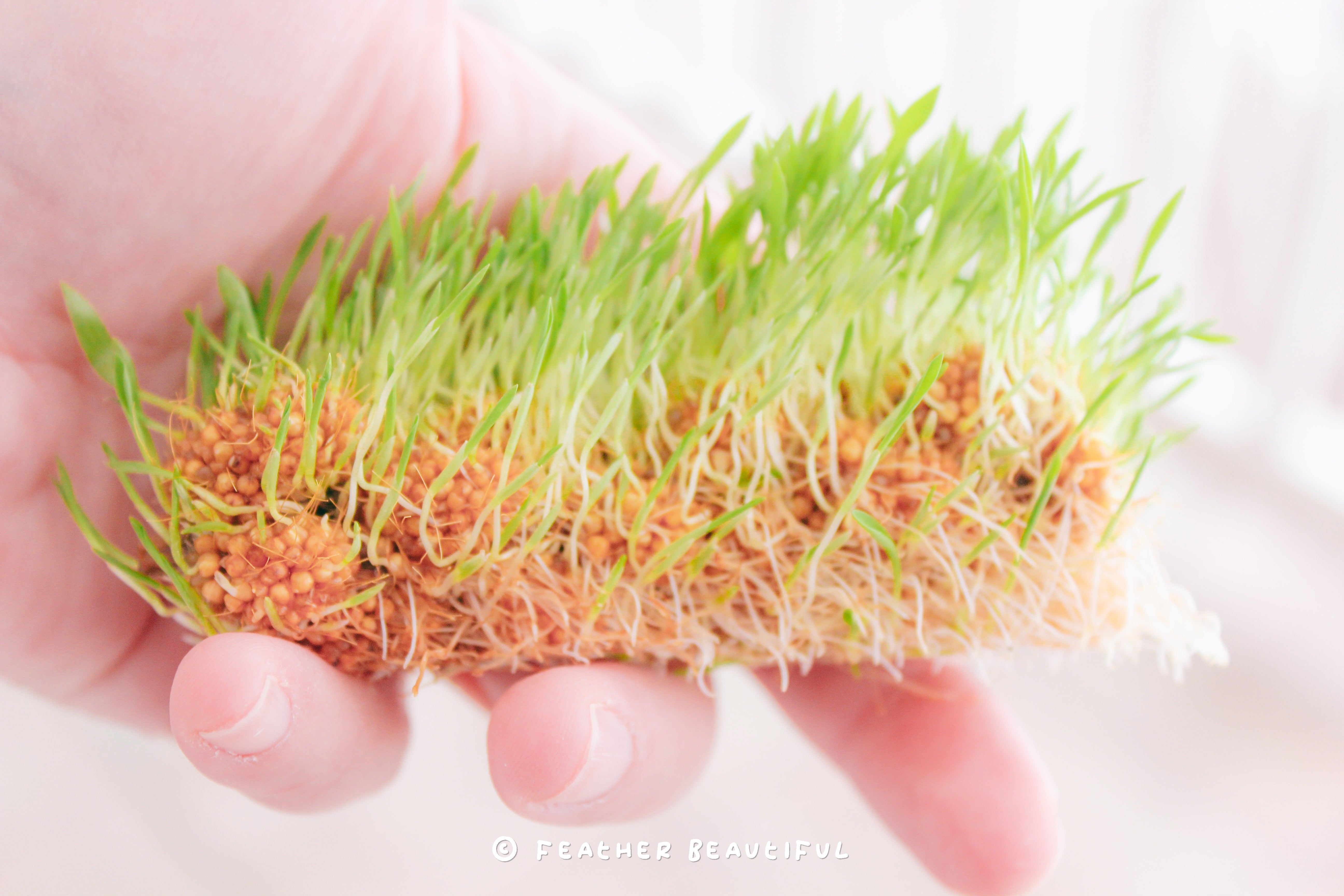 Step-by-step on HOW TO SPROUT MILLET