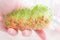 Step-by-step on HOW TO SPROUT MILLET