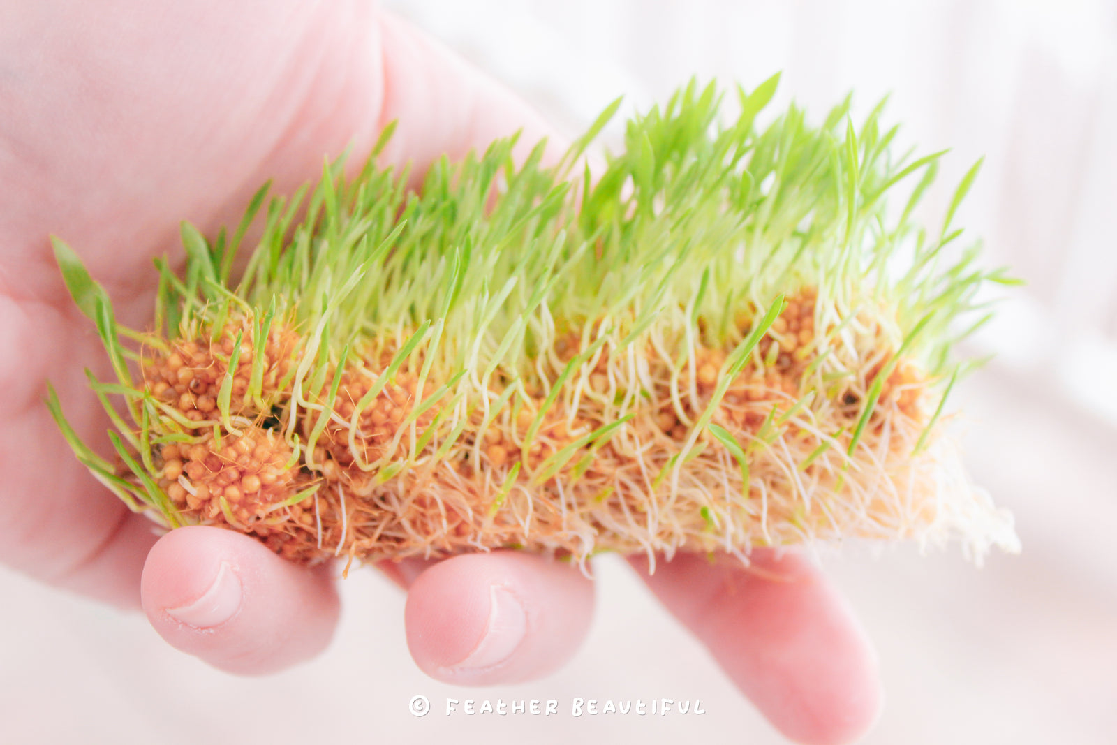 Stepbystep on HOW TO SPROUT MILLET Feather Beautiful