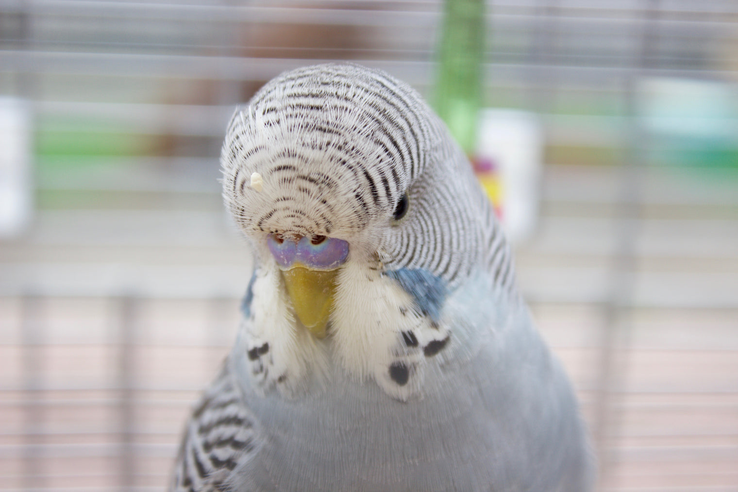 Diet and Nutrition for Parrot - The Basics