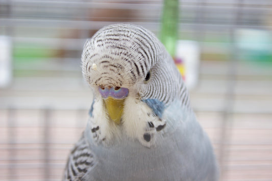 Diet and Nutrition for Parrot - The Basics