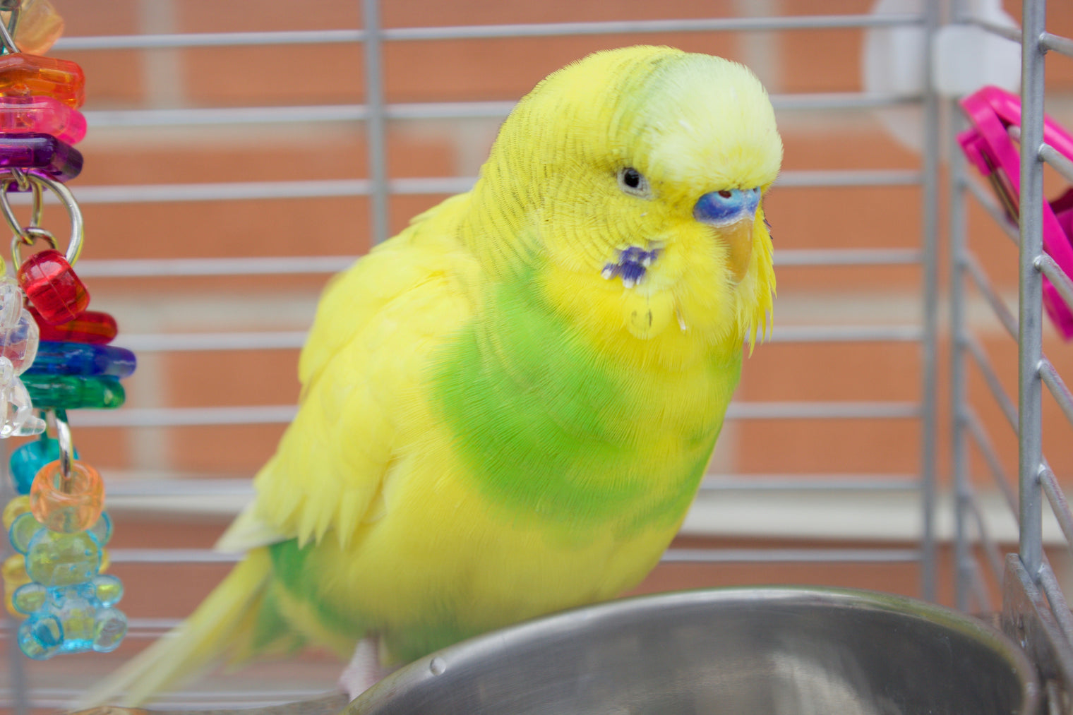 10 Things You Should Know Before Getting a Parrot