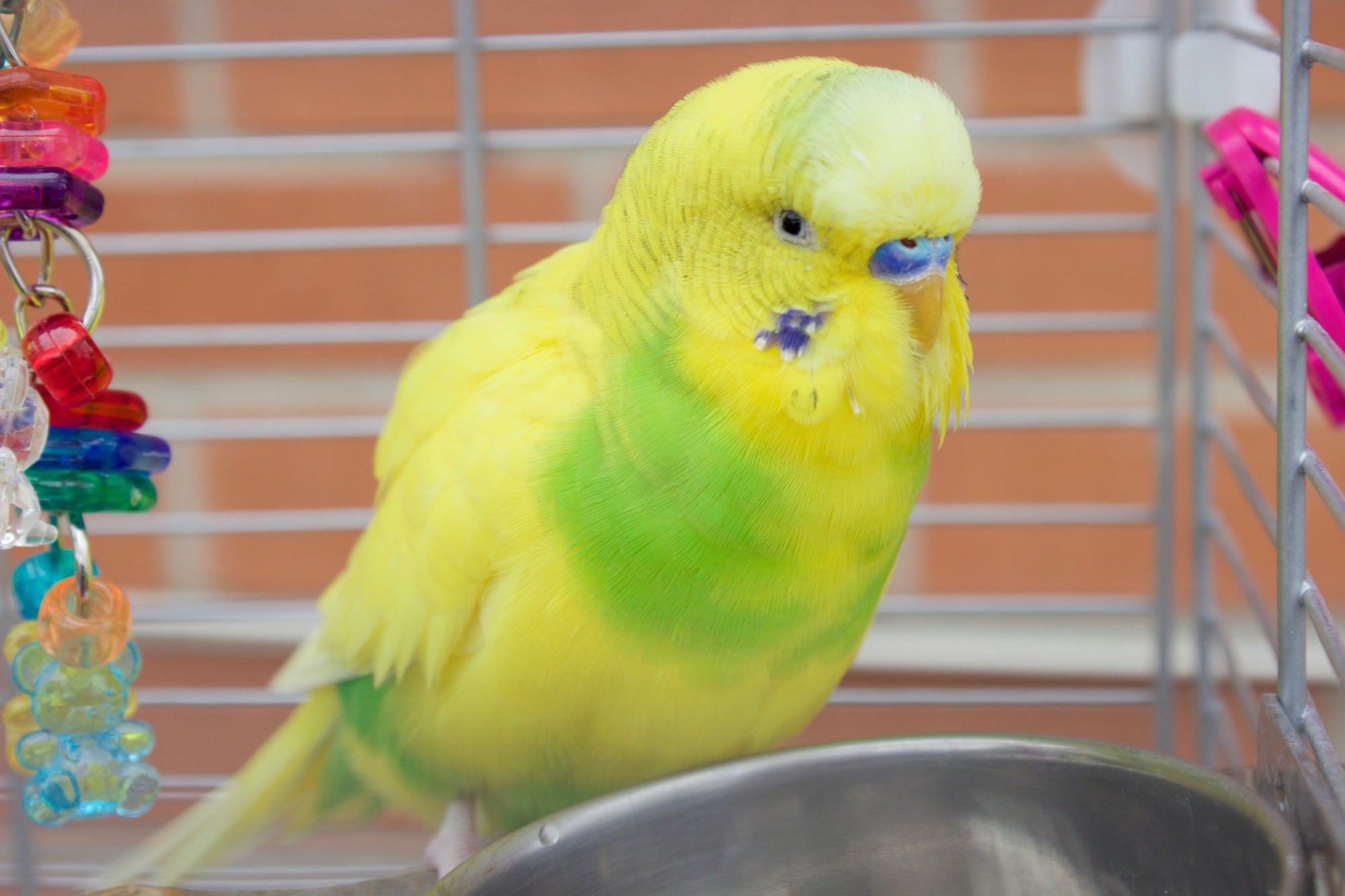 10 Things You Should Know Before Getting a Parrot Feather Beautiful