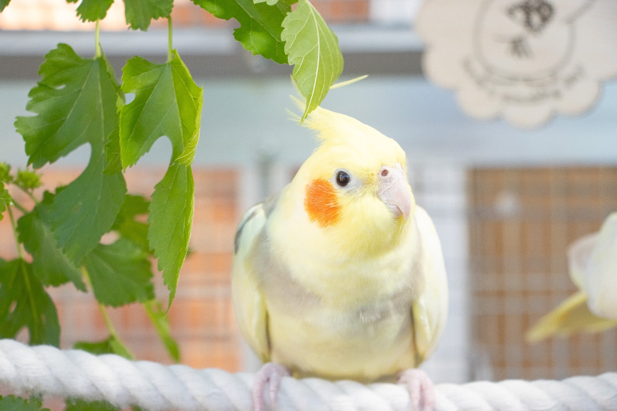 Upcycling Destroyed Bird Toy Parts: Creative Ideas to Reuse and Recycle