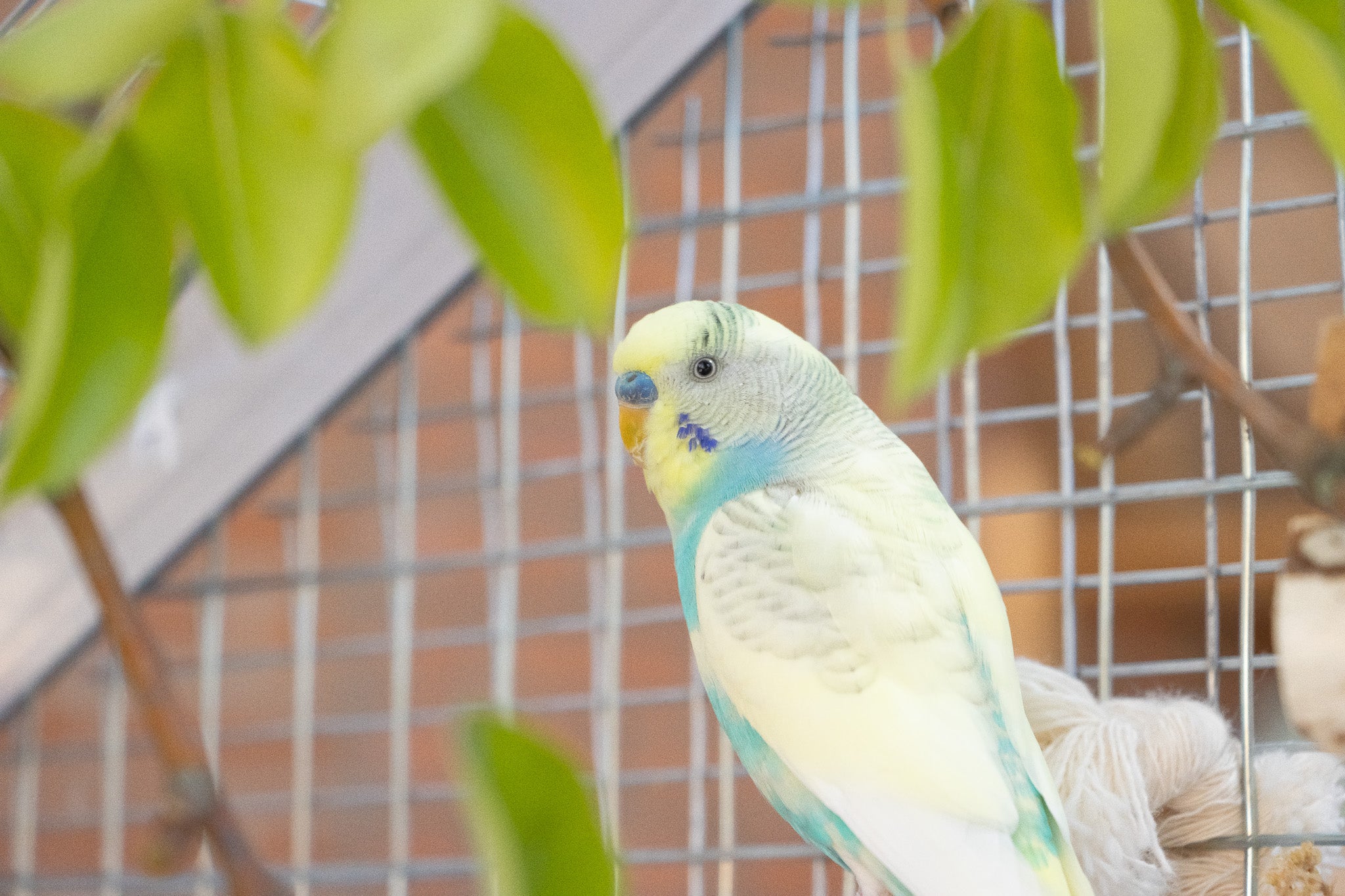 Understanding Avian Gastric Yeast: Is It Contagious to Humans?