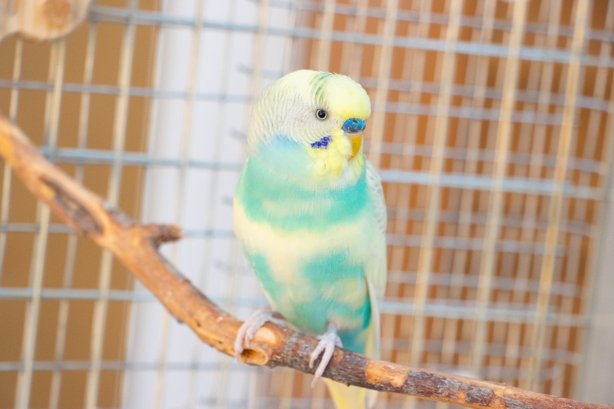 Top 10 Health Problems in Budgies to Look Out For