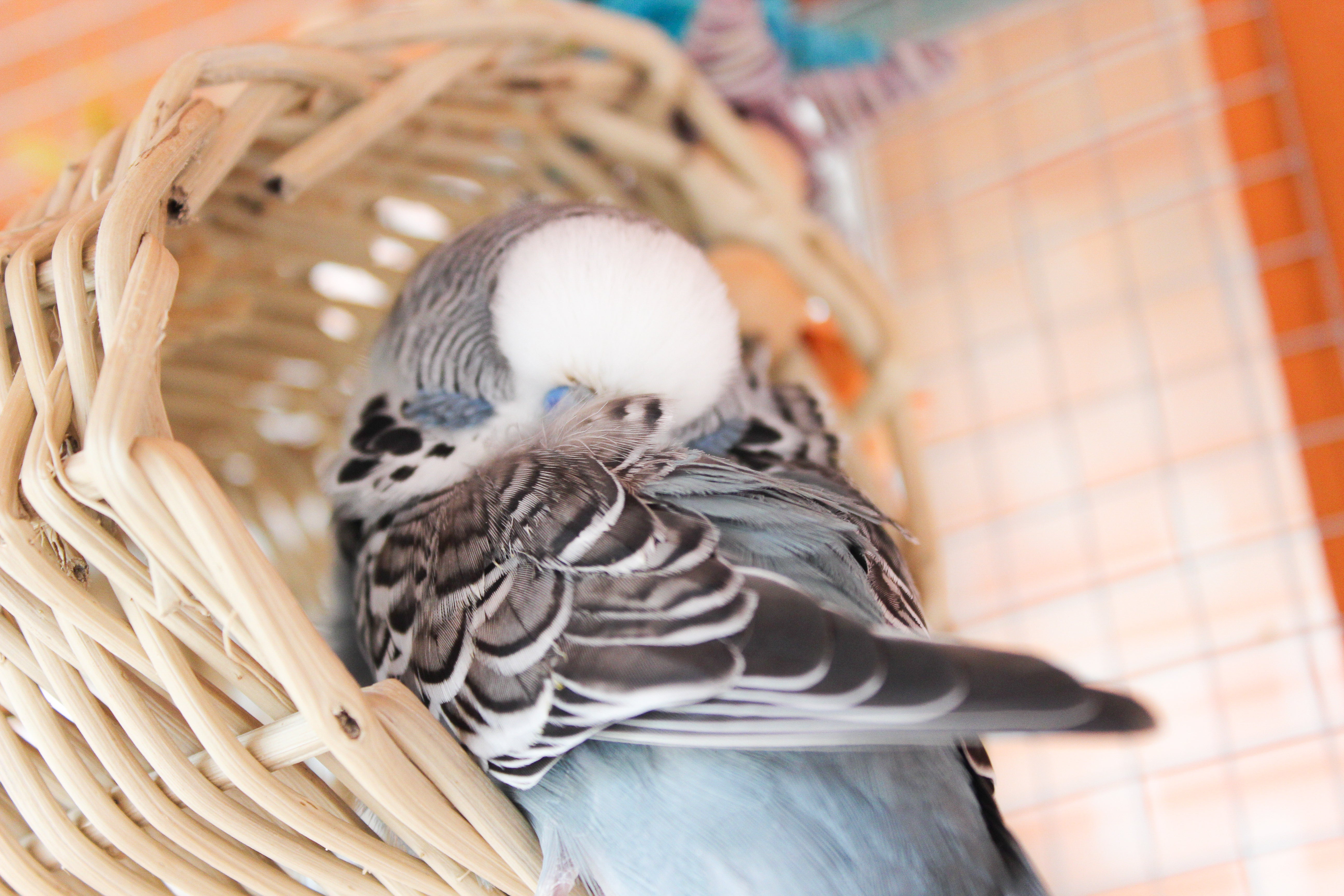 Why Avian Veterinarians are so Important