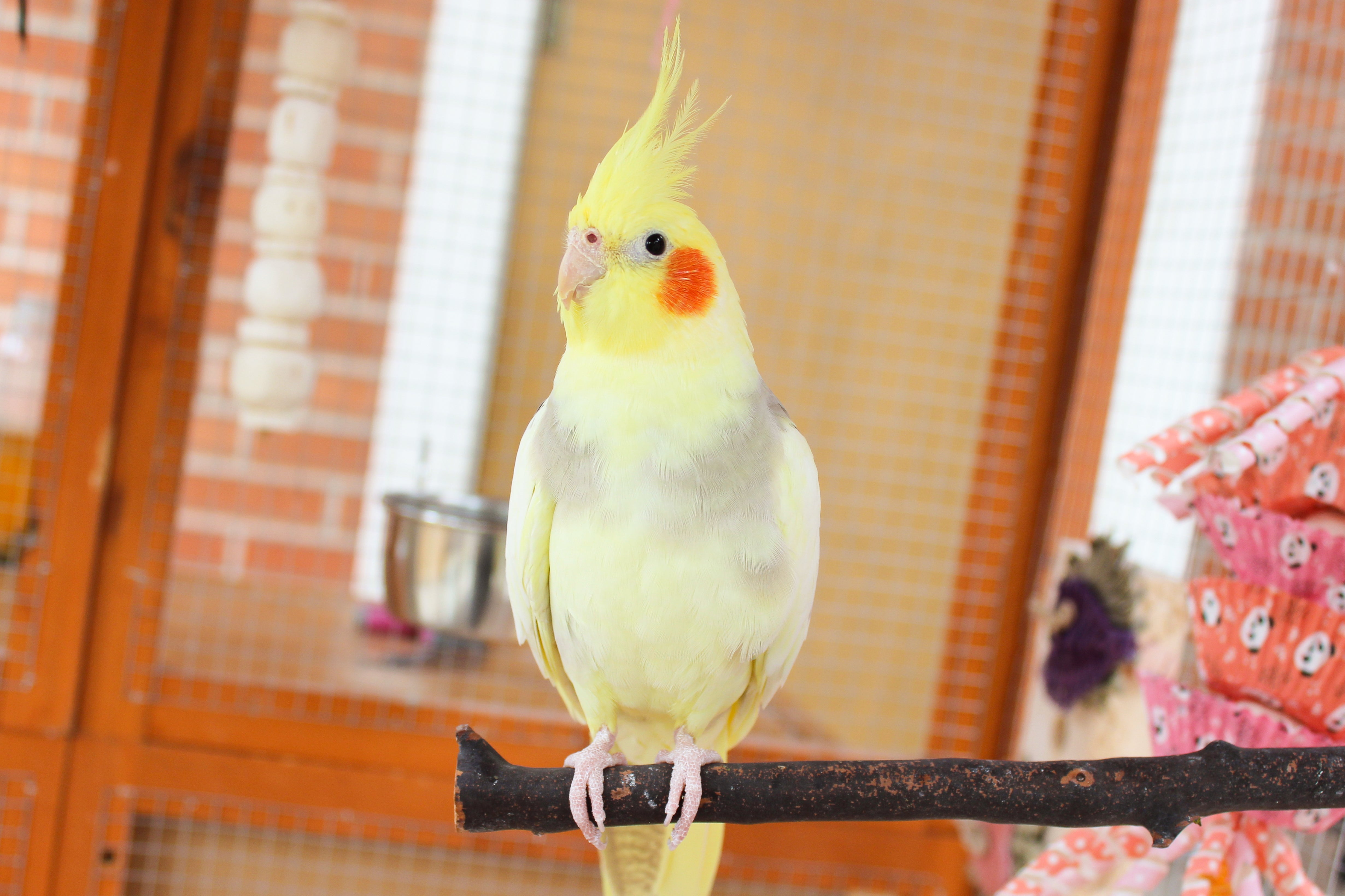 Sexual Behaviour in Birds