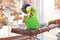 Avian Gastric Yeast in Birds