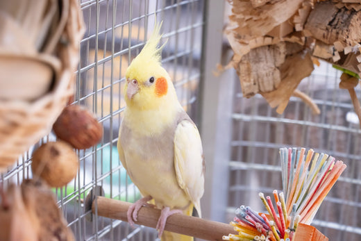 Natural vs. Colourful Bird Toys: Weighing the Benefits for Your Feathered Friend