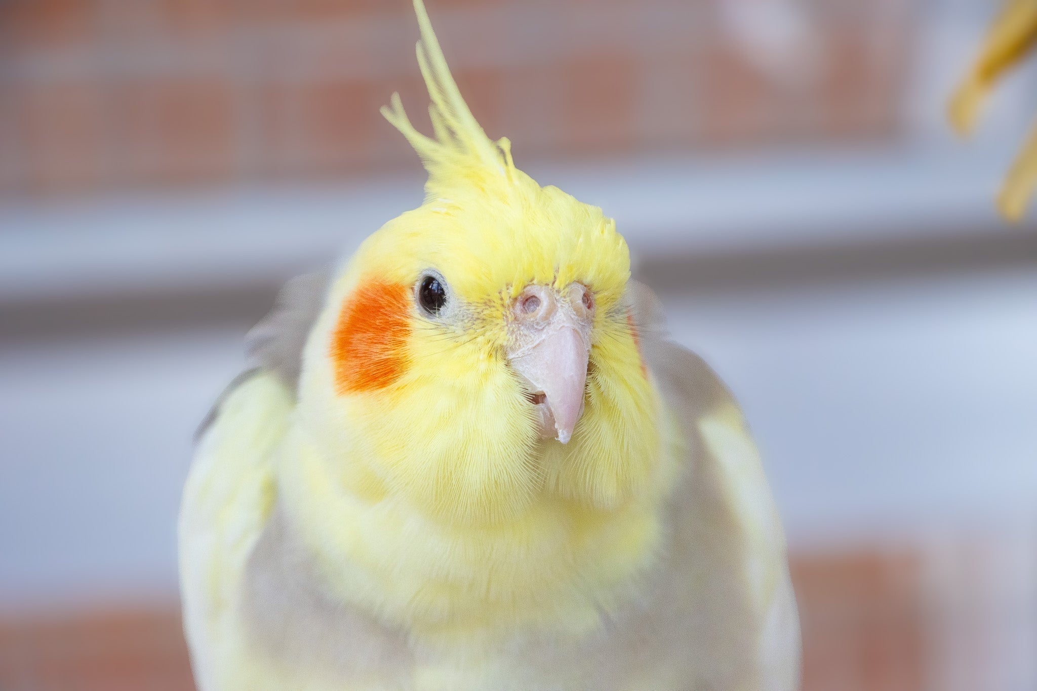 What Are Pin Feathers? Understanding Your Bird’s New Growth