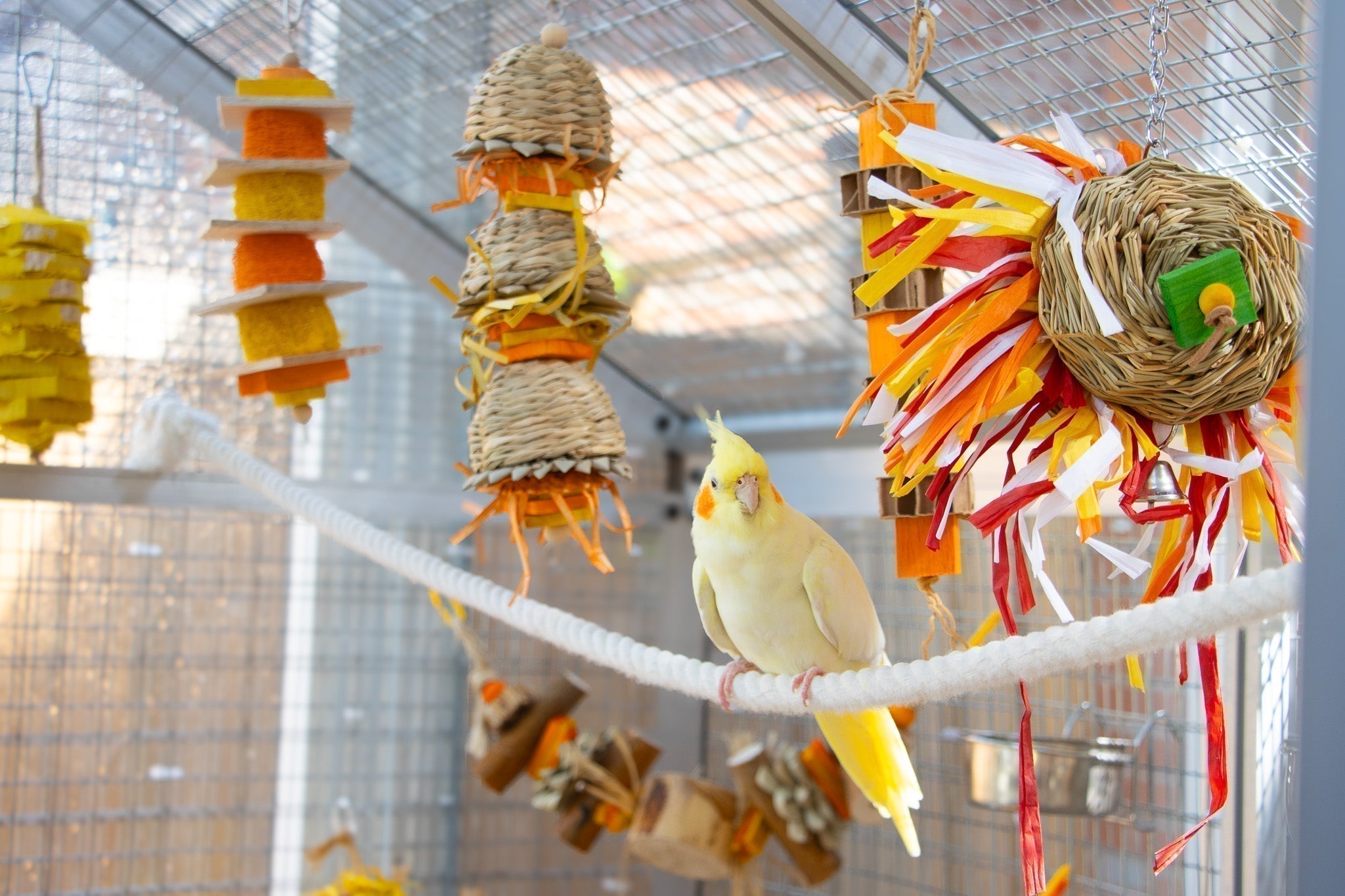How to Set Up the Perfect Bird Cage for Small to Medium-Sized Birds