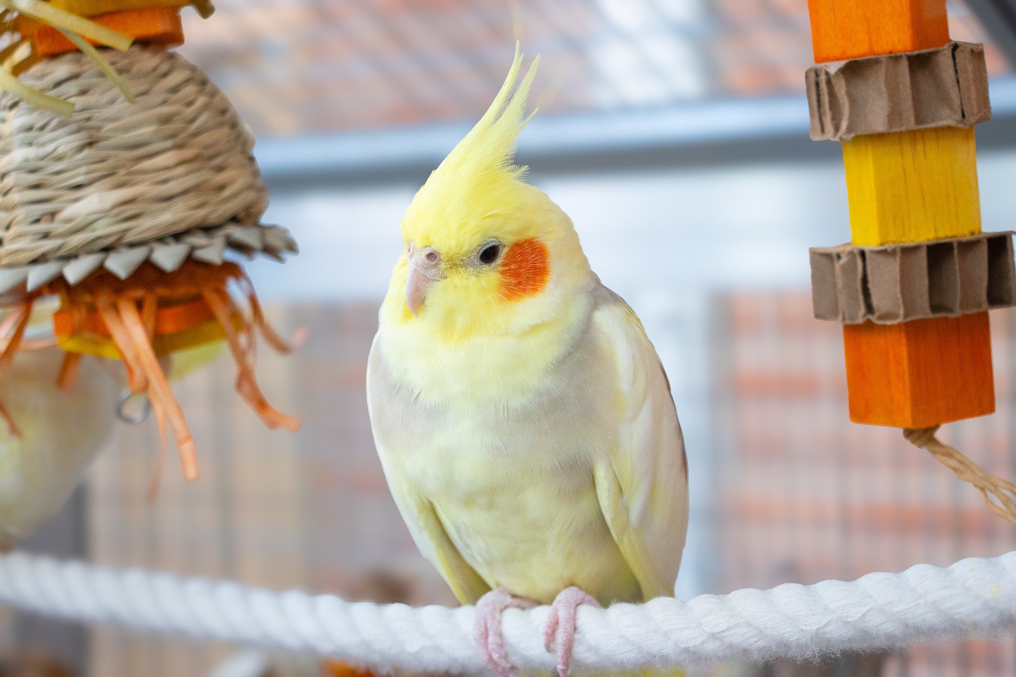 Is Your Parrot Ready for Fall? Seasonal Care Tips for Your Birds