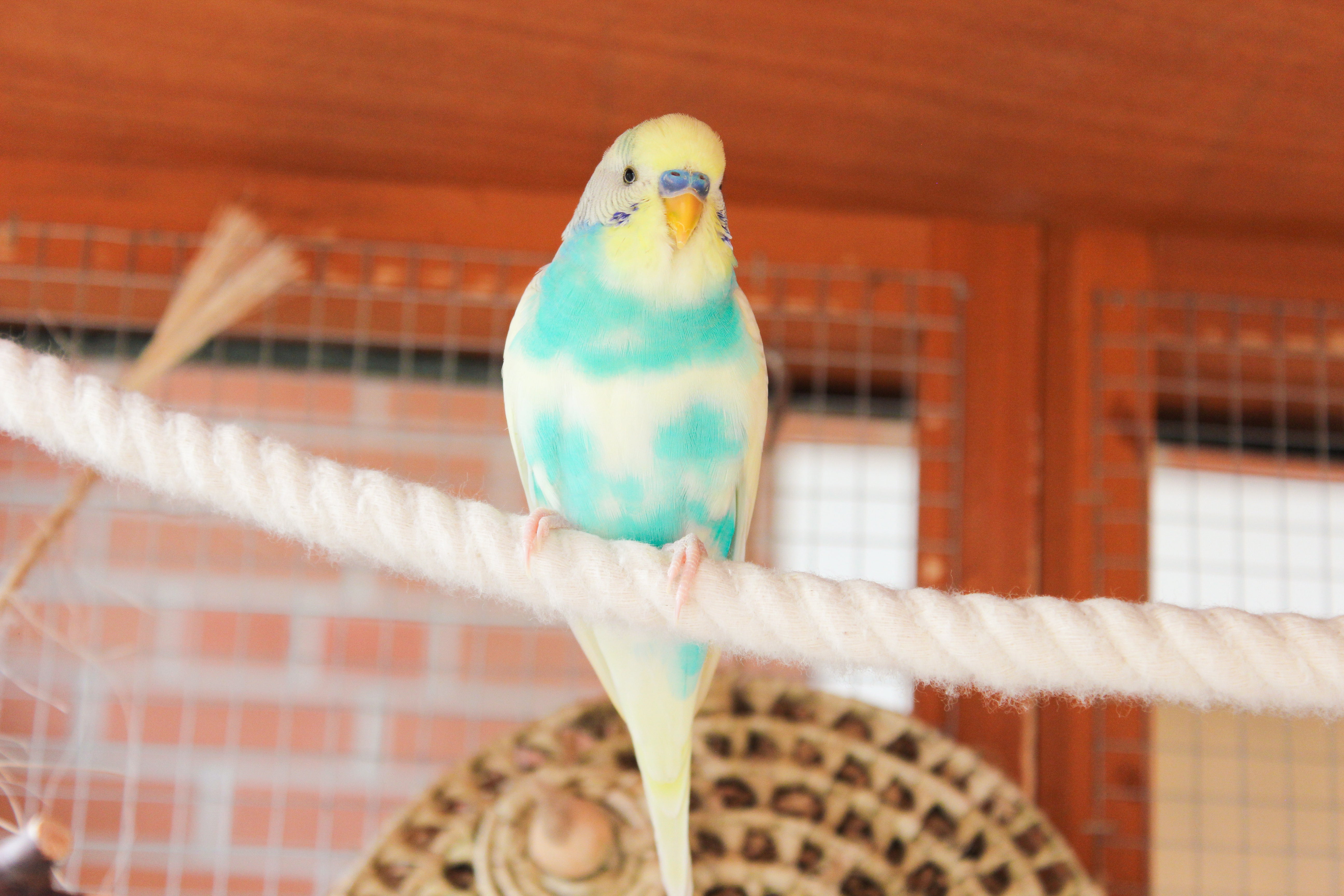 Why Are Toys Important for Birds?