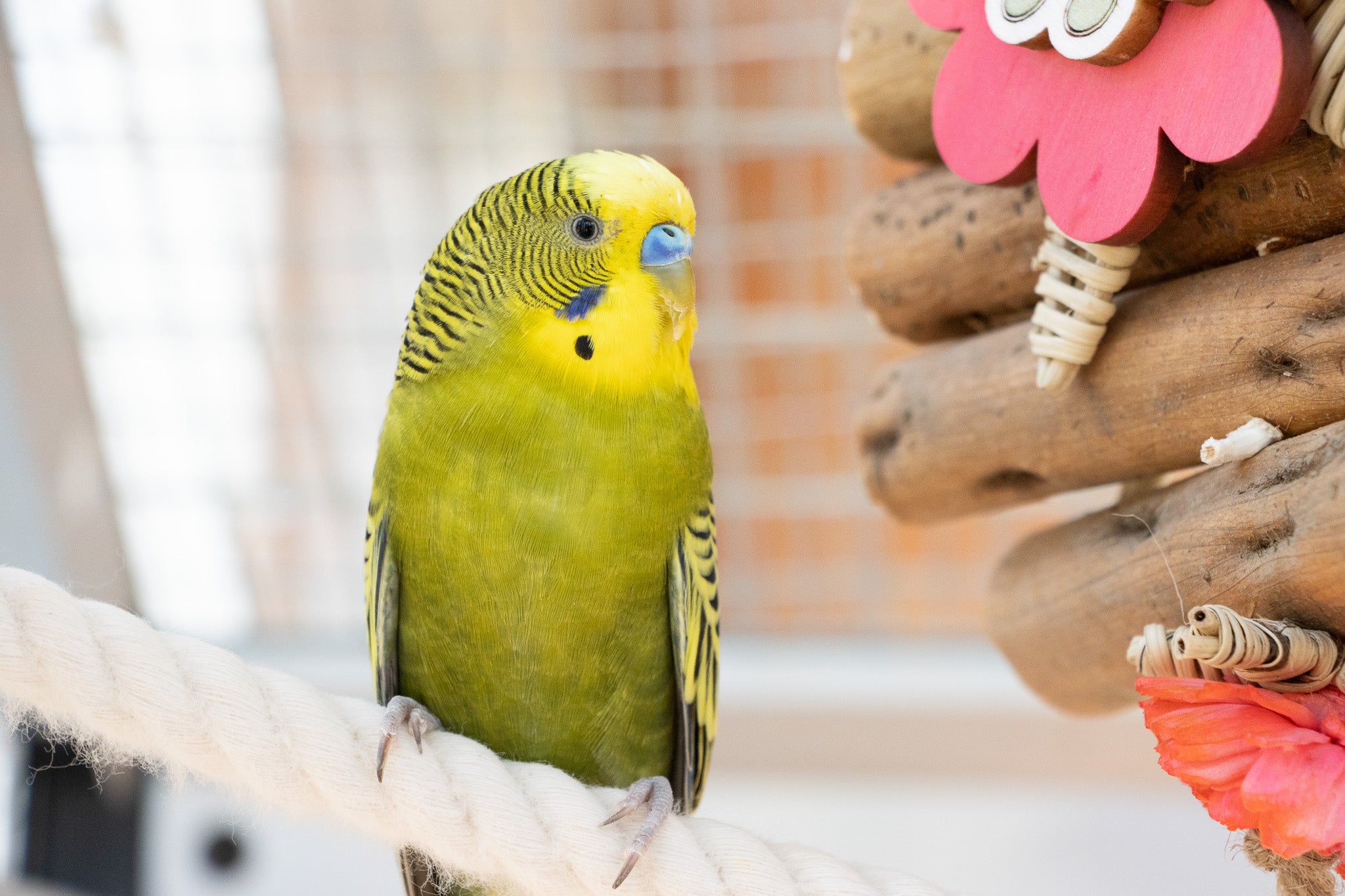 How to Be a Frugal Bird Owner and Still Give Your Bird the Best