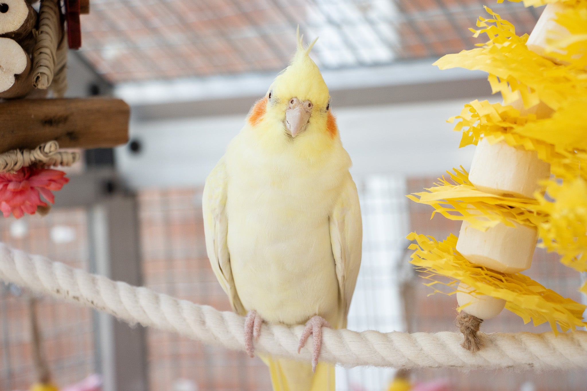 Natural vs. Colourful Bird Toys: Weighing the Benefits for Your Feathered Friend