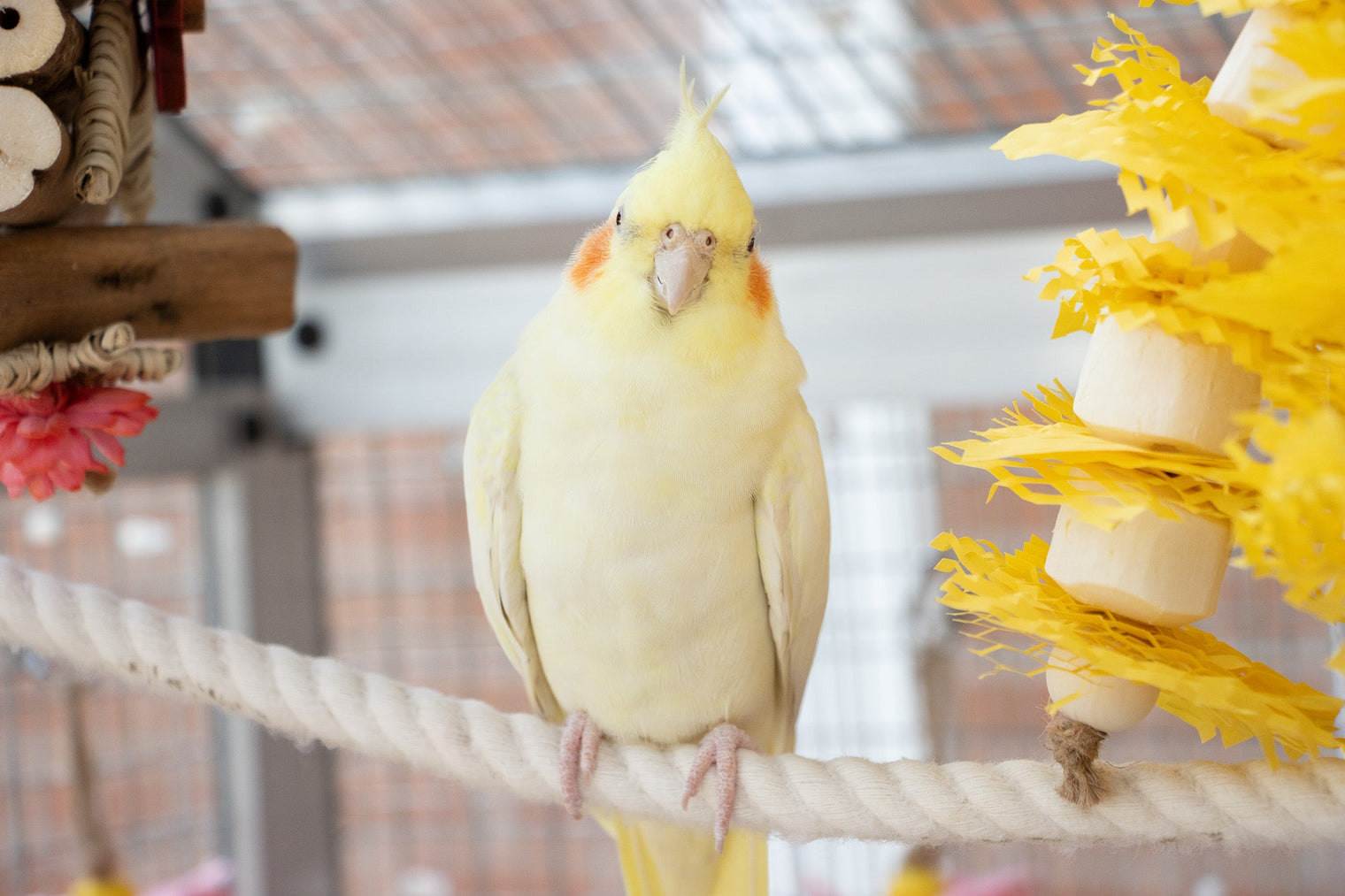 Natural vs. Colourful Bird Toys: Weighing the Benefits for Your Feathered Friend
