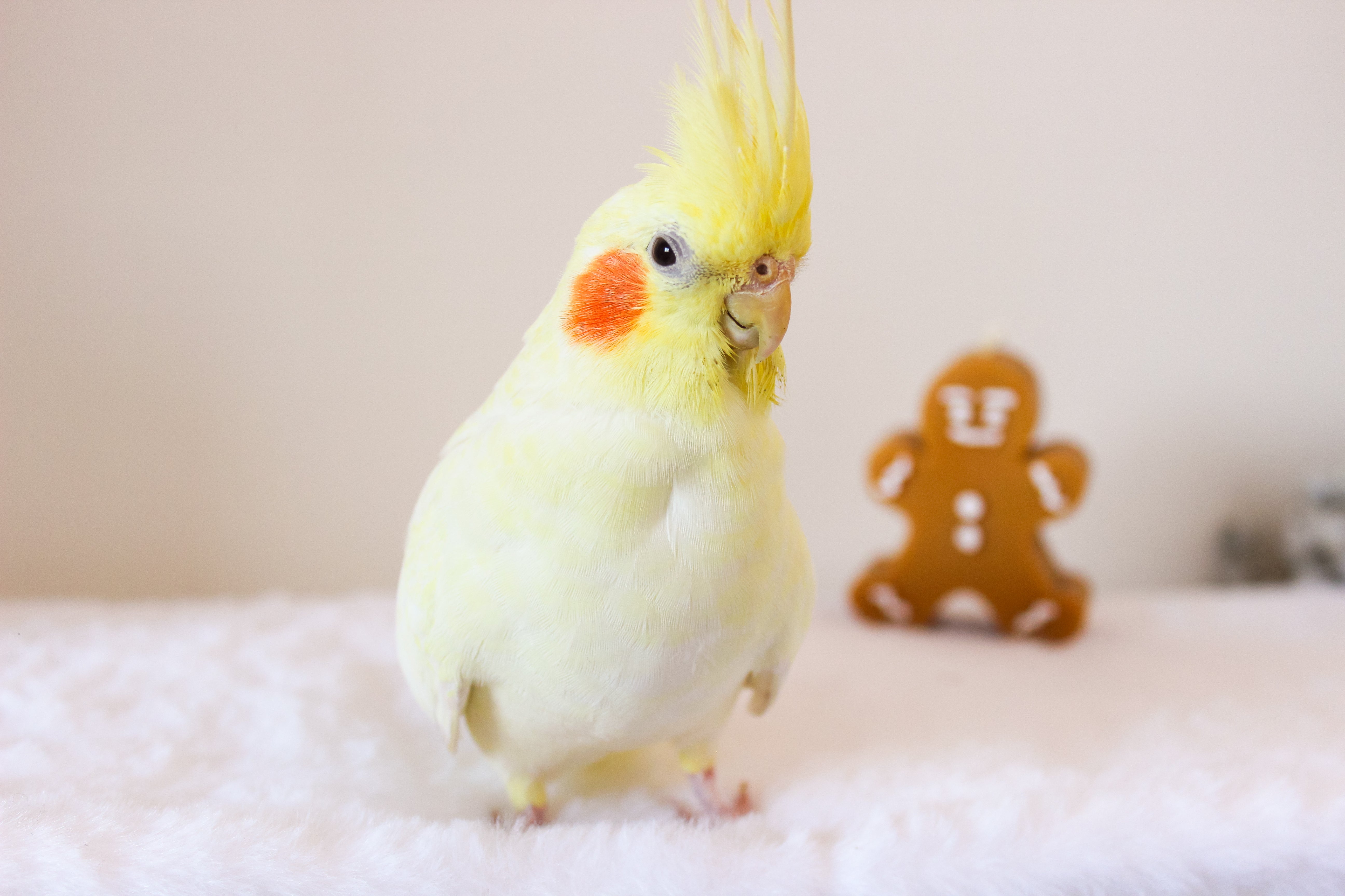 Why Parrots Make Terrible Christmas Presents: A Thoughtful Consideration