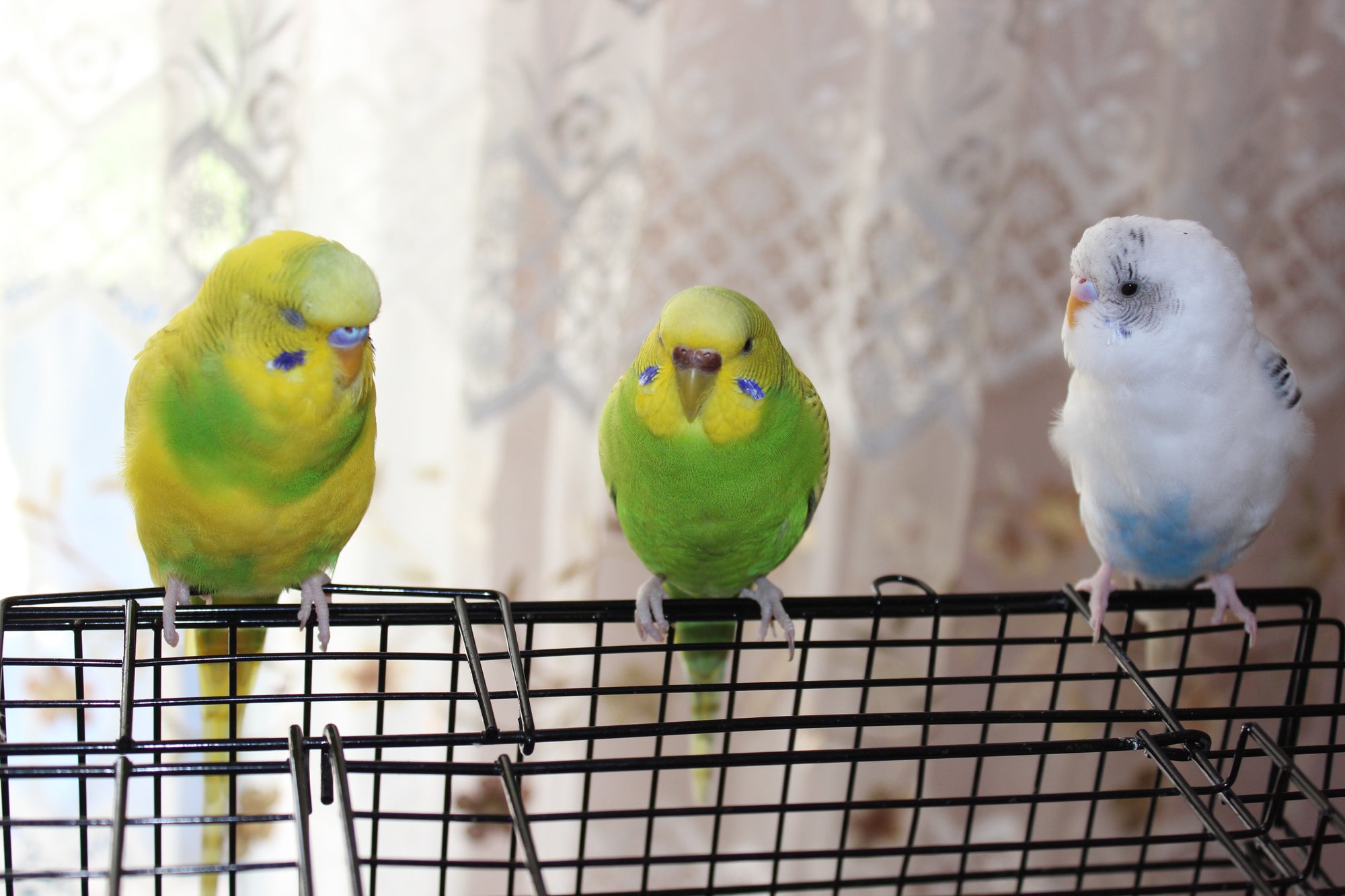 Parrot Behaviour and Body Language