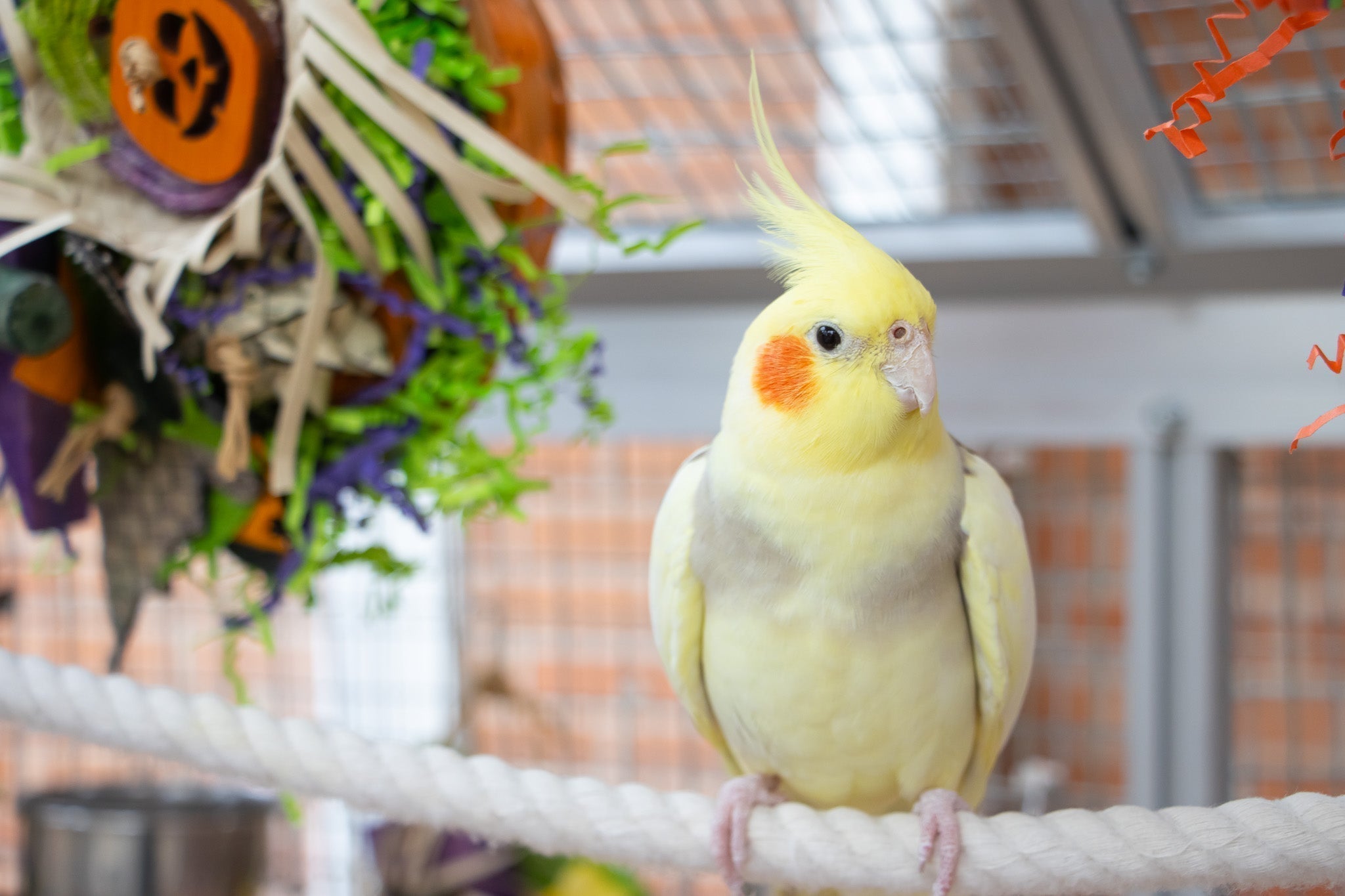 10 Autumn Changes That Can Affect Your Bird
