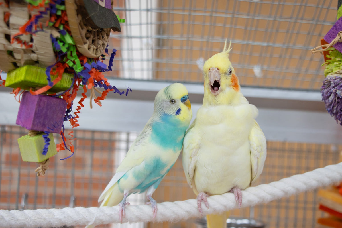 Halloween Bird Toys: Spooky Enrichment Ideas for Your Feathered Friend