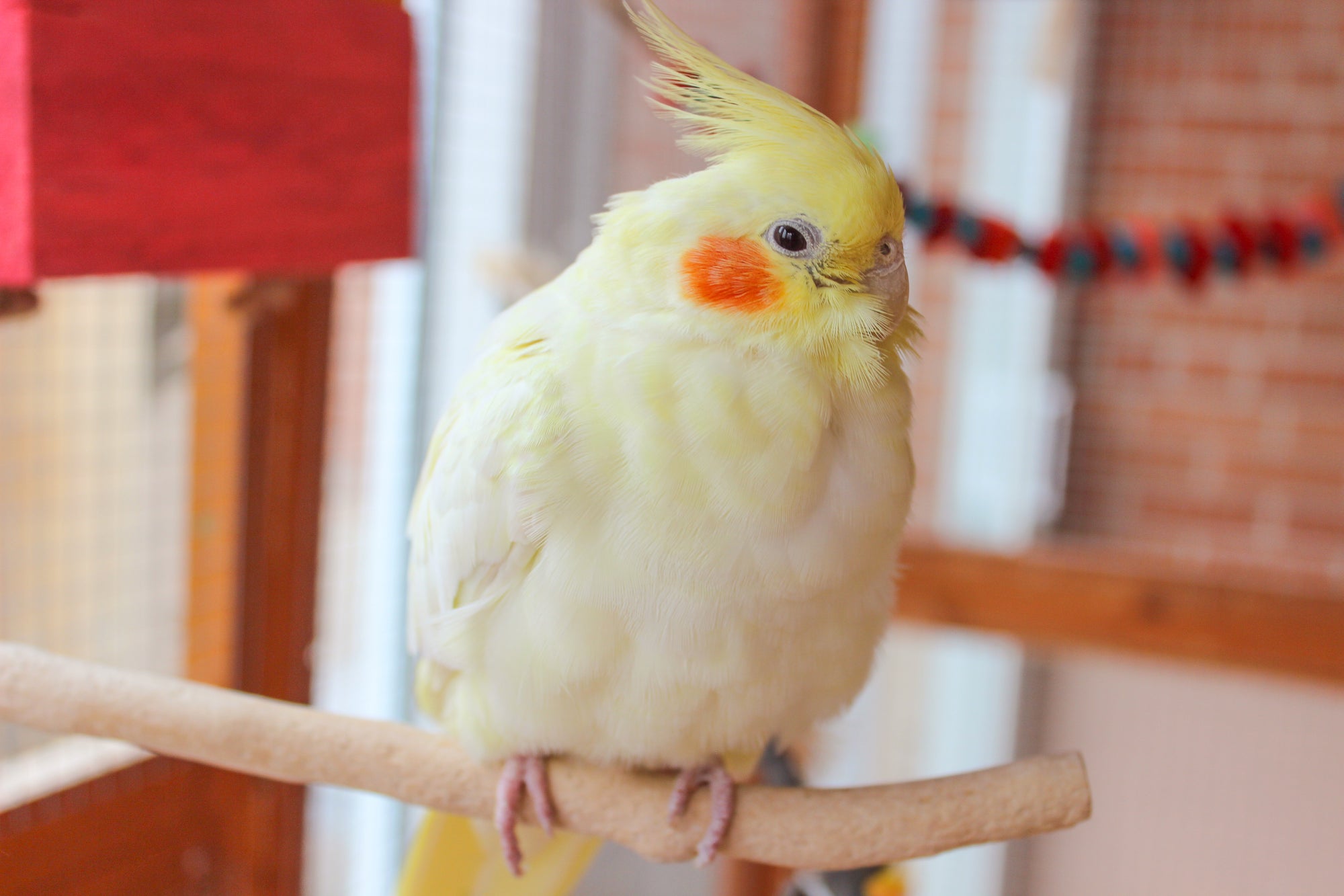 Why Perches are Essential to your Bird