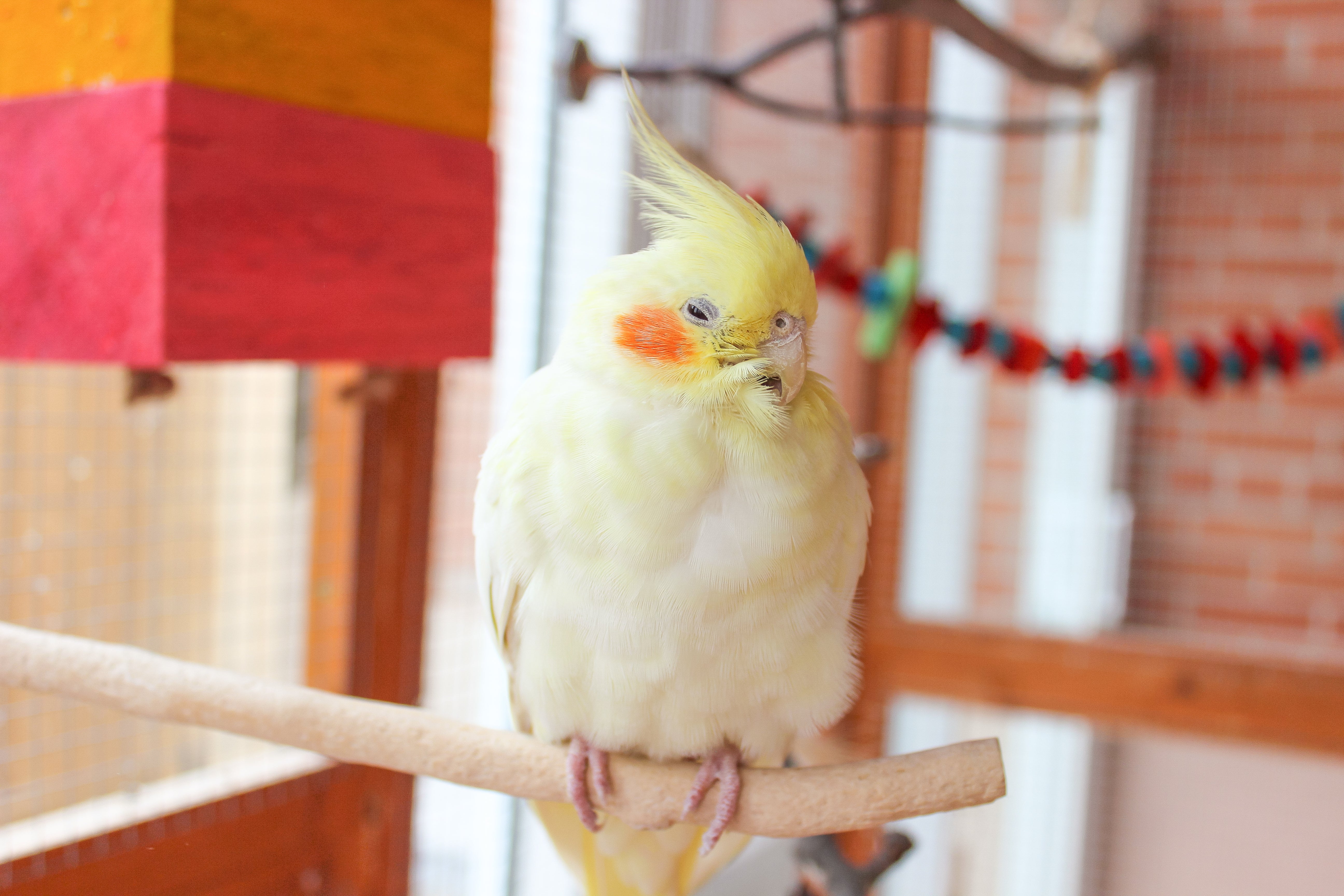 The Ultimate Guide to Creating a Balanced Diet for Your Parrot