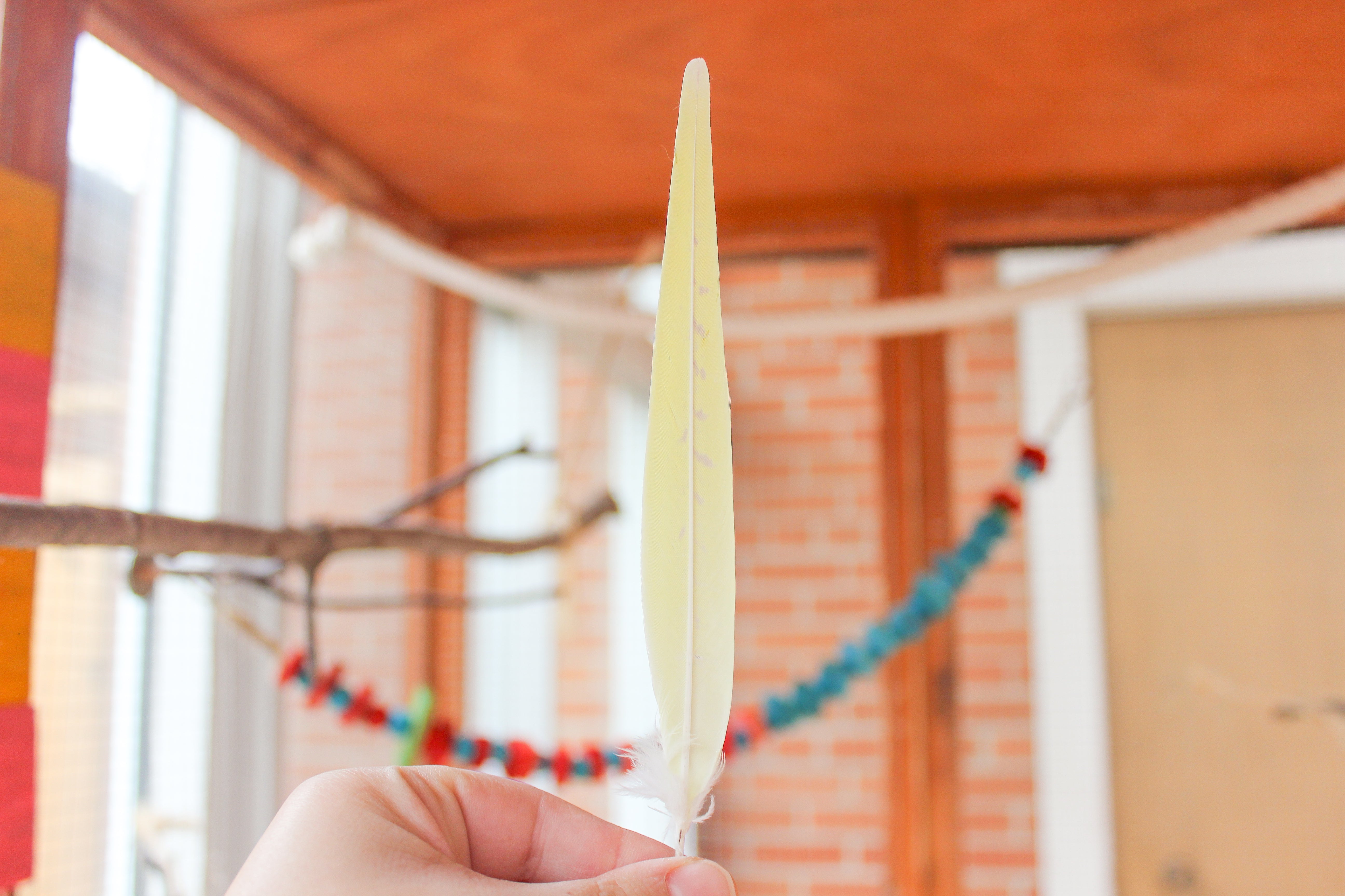 What Feathers Tell you About your Parrots Health