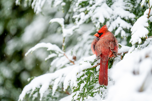 A Festive Feathered Fête: A Holiday To-Do List with Your Parrot