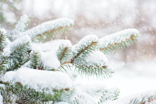 Ensuring Cozy Winters for Our Parrot Companions: A Guide to Winter Care