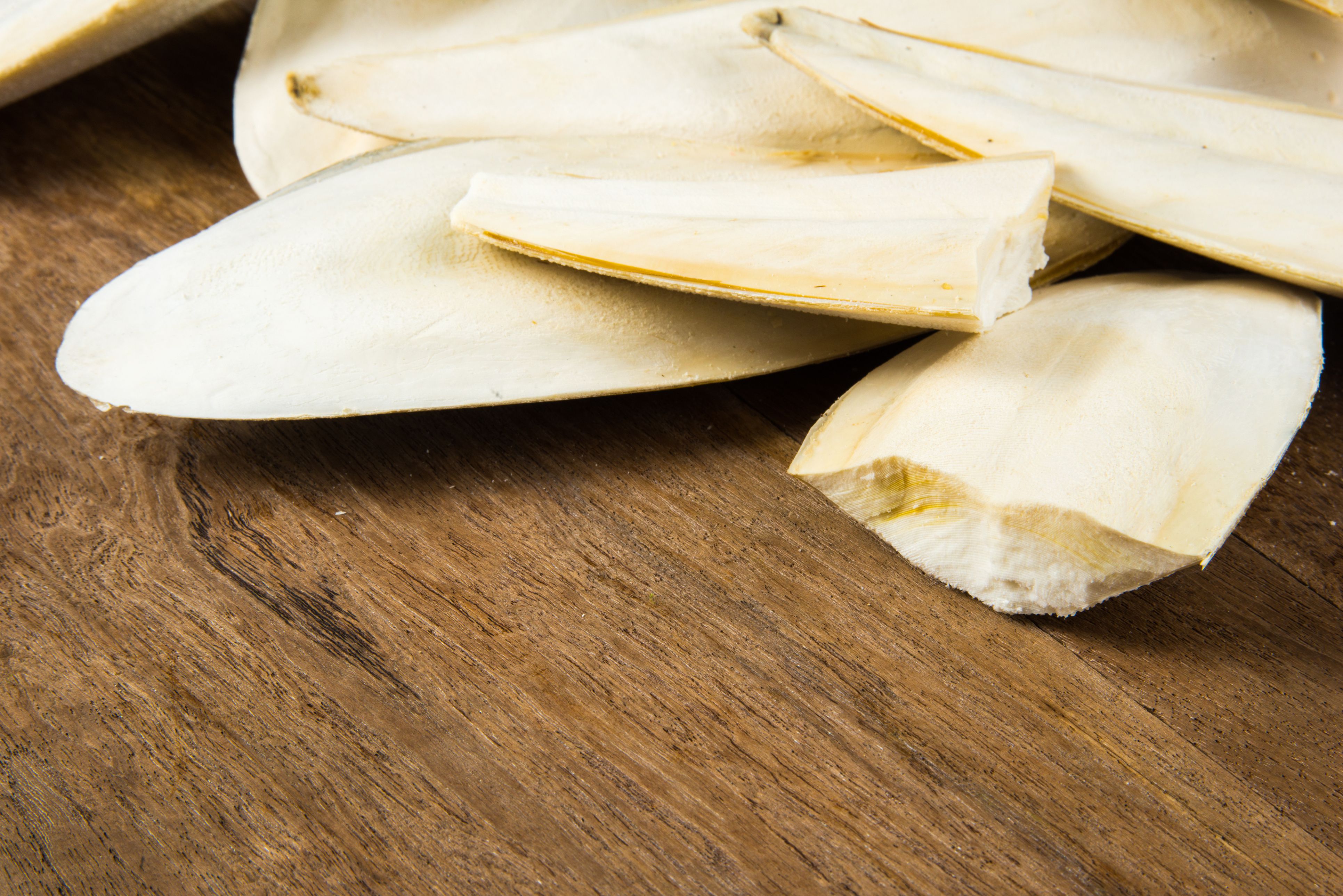 Cuttlebone: What is it?