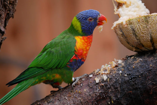 How to Help Your Parrot During a Severe Storm or Hurricane