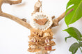 Load image into Gallery viewer, Mahogany Essence - Natural Toy
