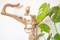 Load image into Gallery viewer, Timeless Treasures - Natural Toy
