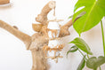 Load image into Gallery viewer, Timeless Treasures - Natural Toy
