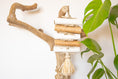 Load image into Gallery viewer, Crunchy Sola - Natural Toy
