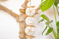 Load image into Gallery viewer, Sola in Bloom - Natural Toy
