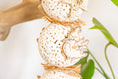 Load image into Gallery viewer, Sola in Bloom - Natural Toy
