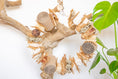 Load image into Gallery viewer, Nature's Wonderland - Natural Toy
