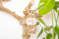 Load image into Gallery viewer, Sola Snack - Natural Toy
