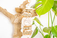 Load image into Gallery viewer, Sola Snack - Natural Toy
