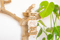 Load image into Gallery viewer, Sola Snack - Natural Toy
