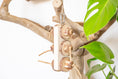 Load image into Gallery viewer, Mahogany Paradise - Natural Toy
