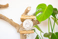 Load image into Gallery viewer, Terracotta - Natural Toy
